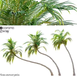 Three coconut palm 3D model