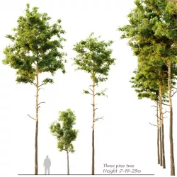 Three pine tree 2 3D model