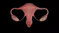 Uterus Low-poly 3D model