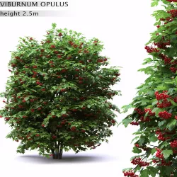 Viburnum opulus 3D model
