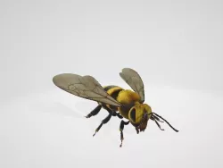 3d Bee 3D model