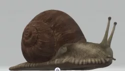  3D Slug 3D model
