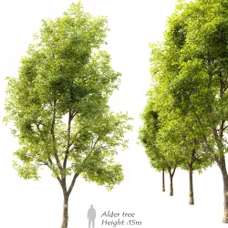 Alnus glutinosa- black alder tree 3D model
