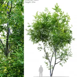 American Beech 3 3D model