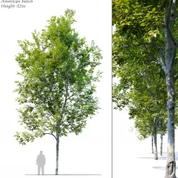 American Beech 4 3D model