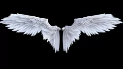 angel wings 3D model