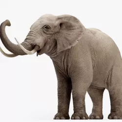 Animated Elephant 8K Low-poly 3D model