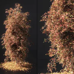 Autumn tree001 3D model