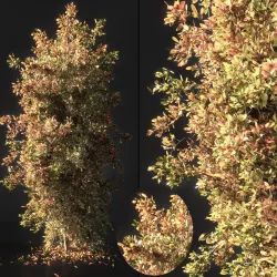 Autumn tree002 3D model