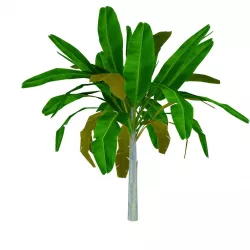 Banana Tree  Low-poly 3D model