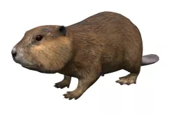 Beaver Low-poly 3D model