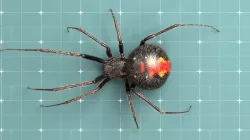 Black widow spider 3d model 3D model