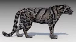 Clouded Leopard Low-poly 3D model