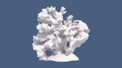 Coral Reefs 3D model
