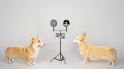 Corgi dog 01 Low-poly 3D model