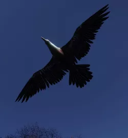 Crow flying 3D model