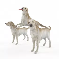 dog model 3D model