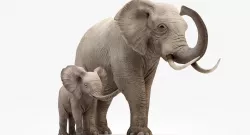 Elephant and Baby Elephant Animated 8K Low-poly 3D model