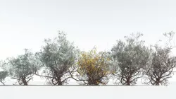 EVERYPlant Big Sagebrush EXT --28 Models-- 3D model