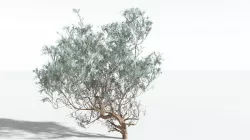 EVERYPlant Big Sagebrush SINGLE --1 Model-- 3D model