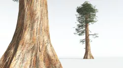 EVERYPlant Giant Redwood LowPoly 02 --11 Models-- Low-poly 3D model