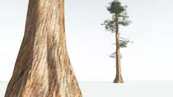 EVERYPlant Giant Redwood LowPoly 03 --11 Models-- Low-poly 3D model