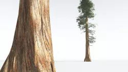 EVERYPlant Giant Redwood LowPoly 04 --11 Models-- Low-poly 3D model