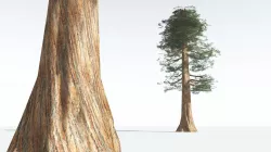 EVERYPlant Giant Redwood LowPoly 05 --11 Models-- Low-poly 3D model