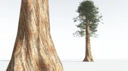 EVERYPlant Giant Redwood LowPoly 06 --11 Models-- Low-poly 3D model