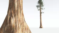 EVERYPlant Giant Redwood LowPoly 07 --11 Models-- Low-poly 3D model
