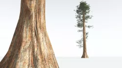 EVERYPlant Giant Redwood LowPoly 08 --11 Models-- Low-poly 3D model
