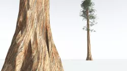 EVERYPlant Giant Redwood LowPoly 09 --11 Models-- Low-poly 3D model
