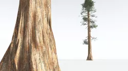 EVERYPlant Giant Redwood LowPoly 10 --11 Models-- Low-poly 3D model