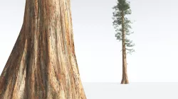 EVERYPlant Giant Redwood LowPoly 11 --11 Models-- Low-poly 3D model