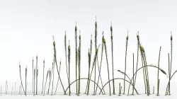 EVERYPlant Suckows Horsetail Tree EXT --24 Models-- 3D model