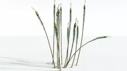 EVERYPlant Suckows Horsetail Tree SINGLE --1 Model-- 3D model