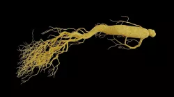 Ginseng root 3D model