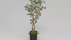 Green Budding Sedum Tree In Wood Planter Black 3D model