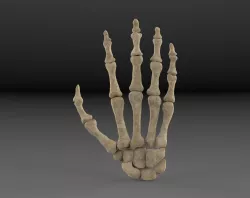 Hand bones 3D model