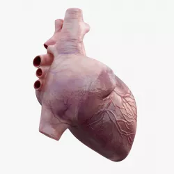  Heart Animated 8K Low-poly 3D model