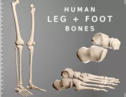 Human Leg Bones 3D model