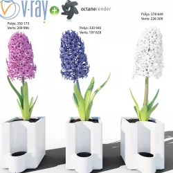 Hyacinth 3D model