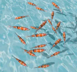 Koi fish  3D model