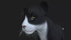 LION-017 Lion Cub 3D model