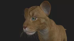LION-022 Lion Cub 3D model