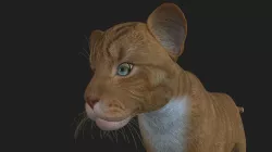 LION-023 Lion Cub 3D model