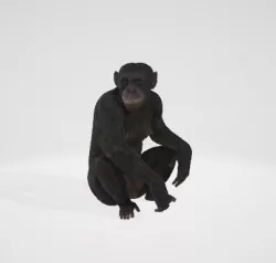 Monkey 3D model