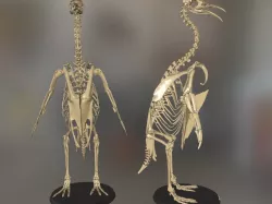 Penguin Skeleton Low-poly 3D model