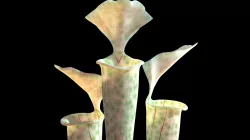 Pitcher plant 3D model