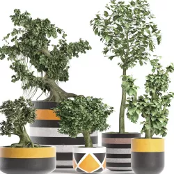 Plants Collection 194 Sageretia Theezans Mini Bonsai 3D model